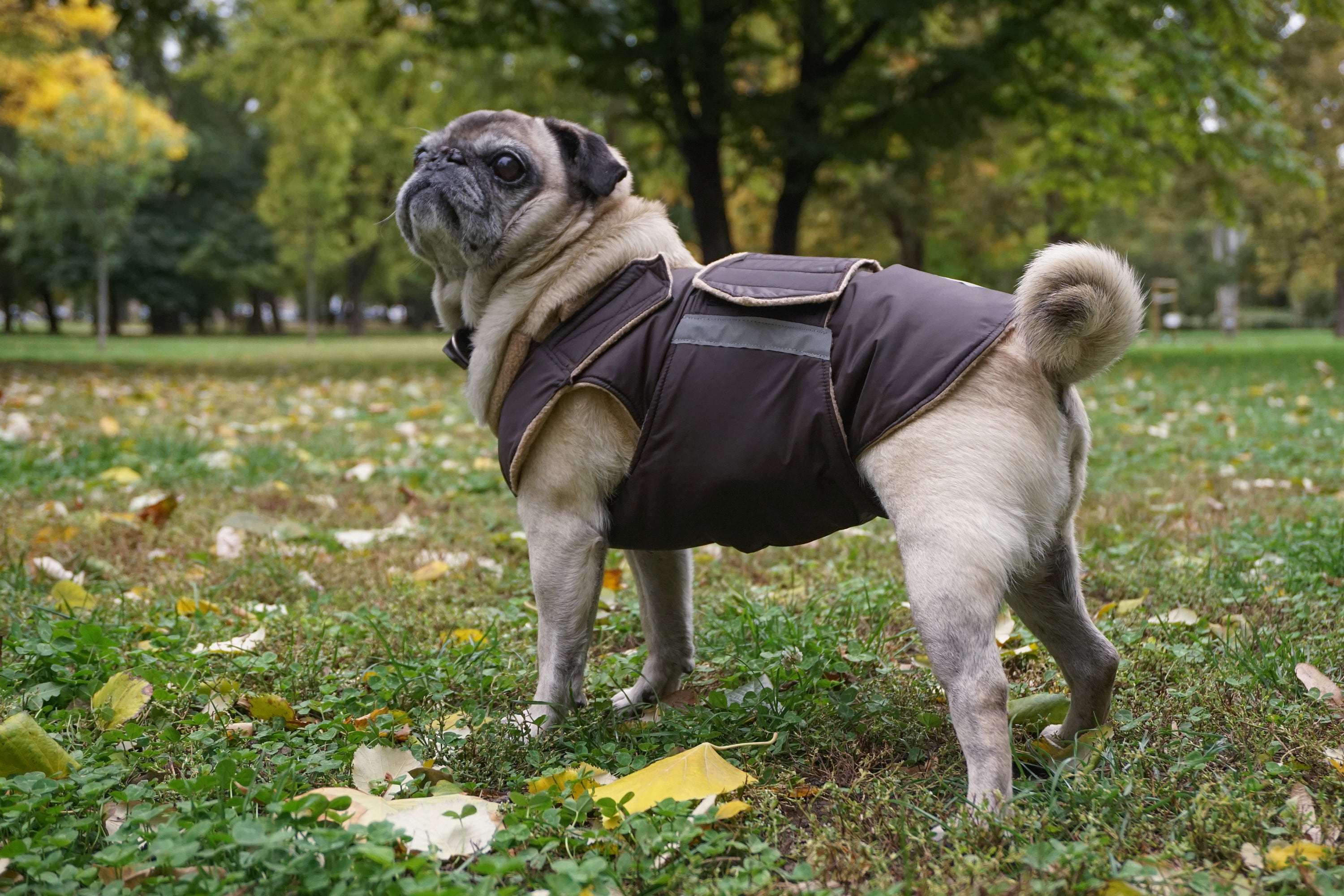 Pug waterproof coat clearance