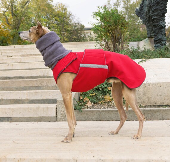 dog coat red