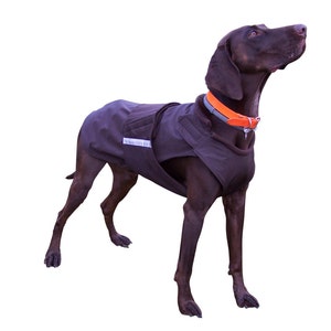 Puede incluir: Un perro marrón que lleva un abrigo de perro marrón oscuro con una etiqueta blanca que dice "Northwest Dog" y un collar naranja.