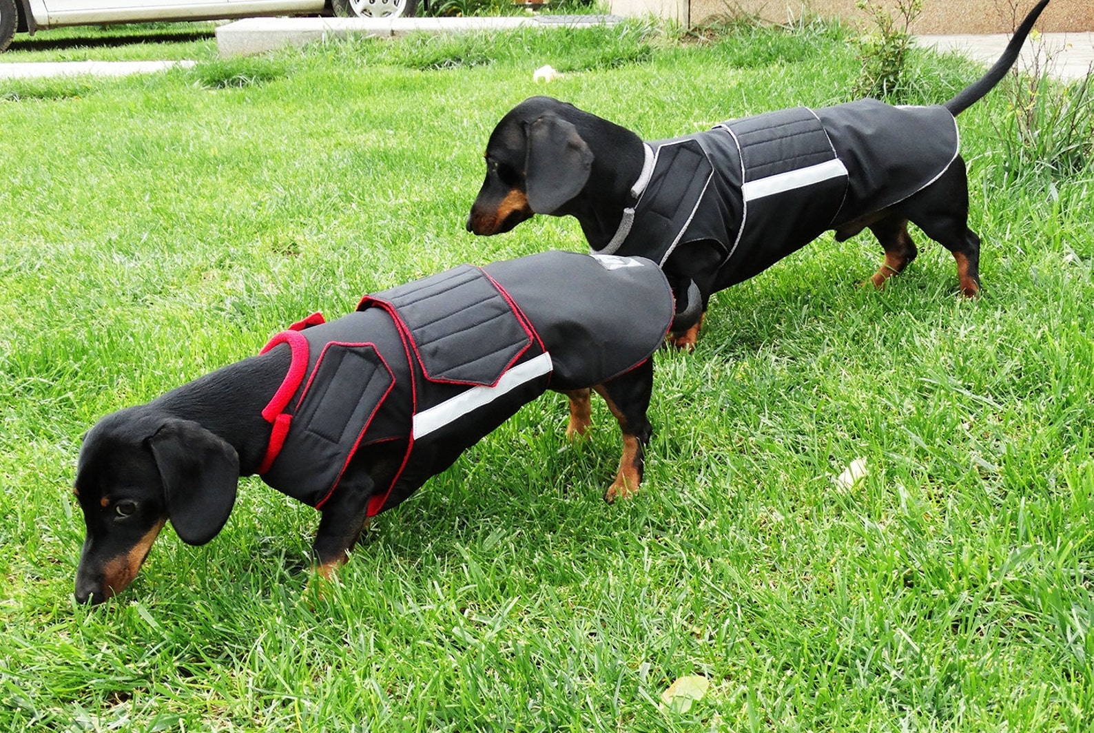 Dachshund Winter dog coat with underbelly protection Dog Etsy