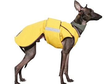 Italian Greyhound Raincoat With 