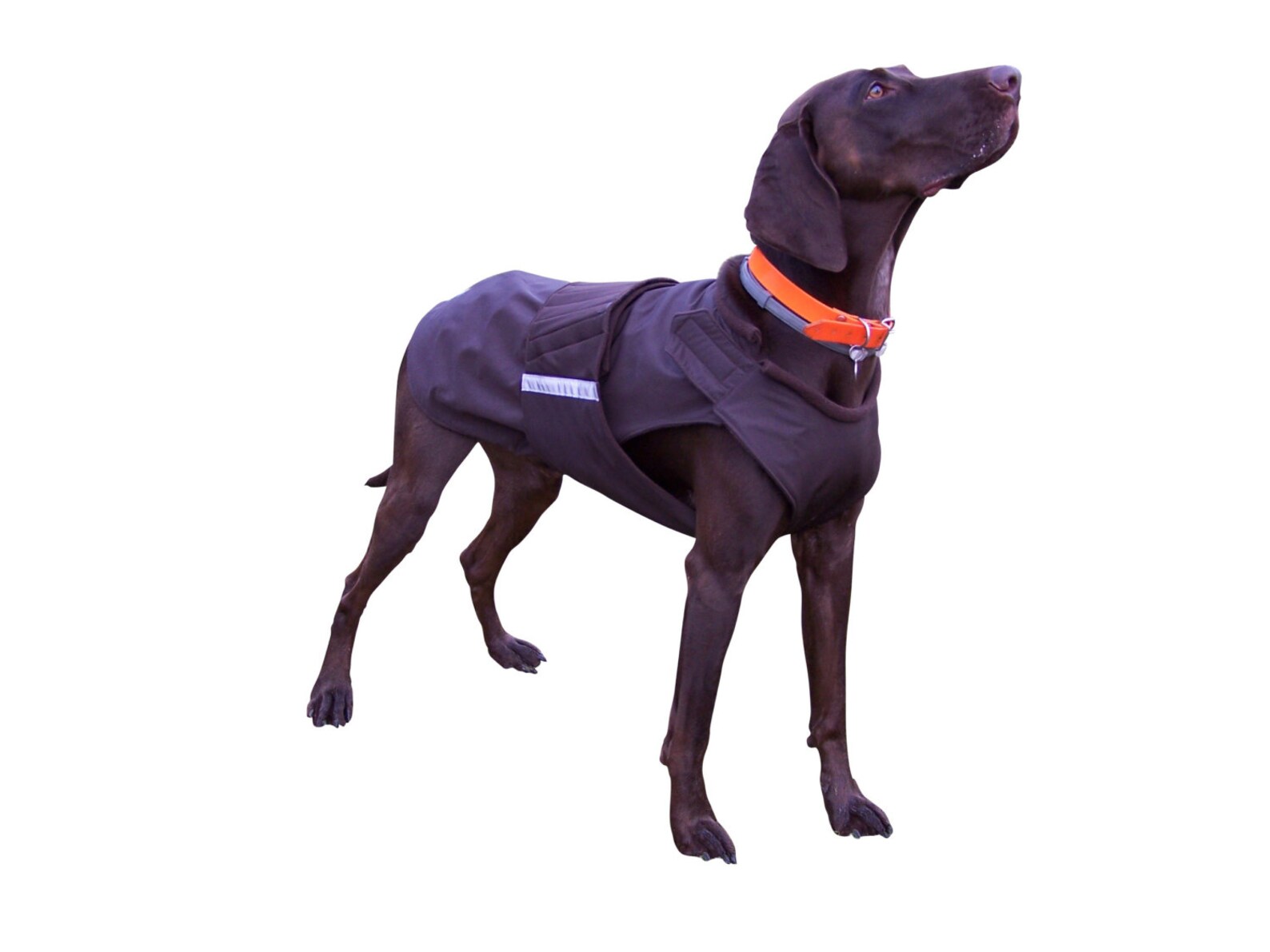 Softshell Dog Coat Winter Dog Clothing Custom Dog Coat Etsy