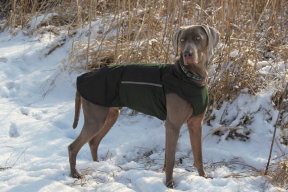 Wish hotsell manteau chien