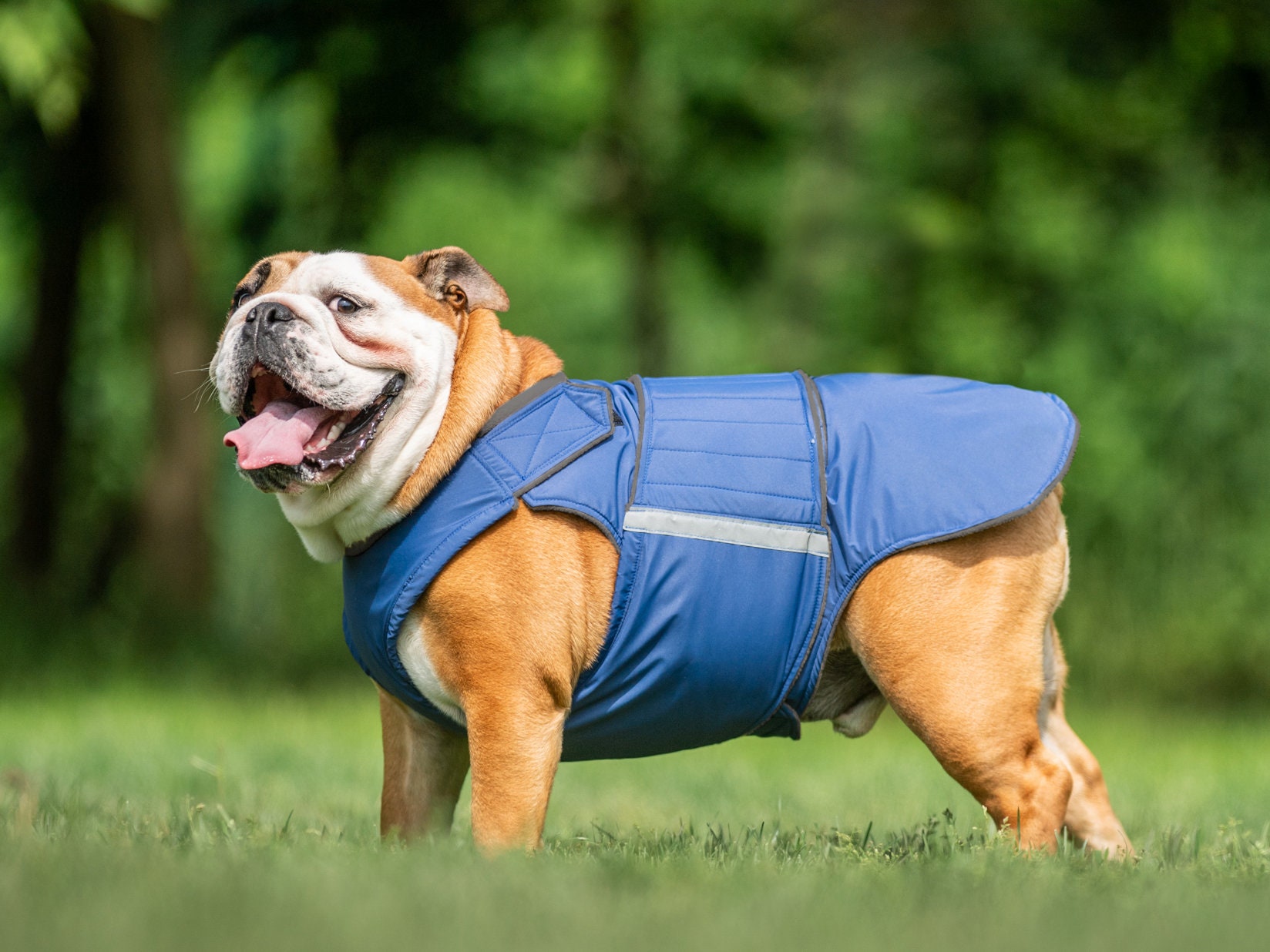 Ready-made English Bulldog Raincoat - English Bulldog Jacket