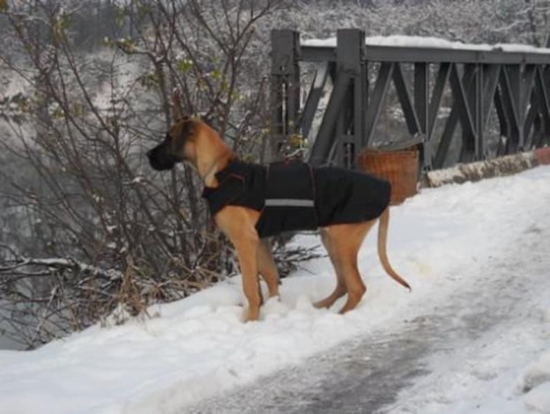 Dog Coat for Great Danes Dog Jacket Custom Made Coat Etsy