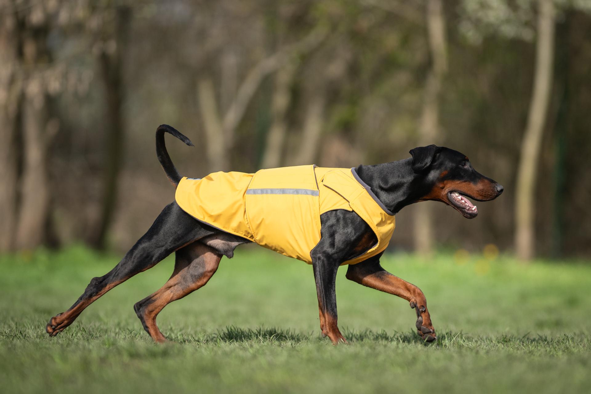Doberman Raincoat - Waterproof, Full Belly Cover - Custom Made - Etsy