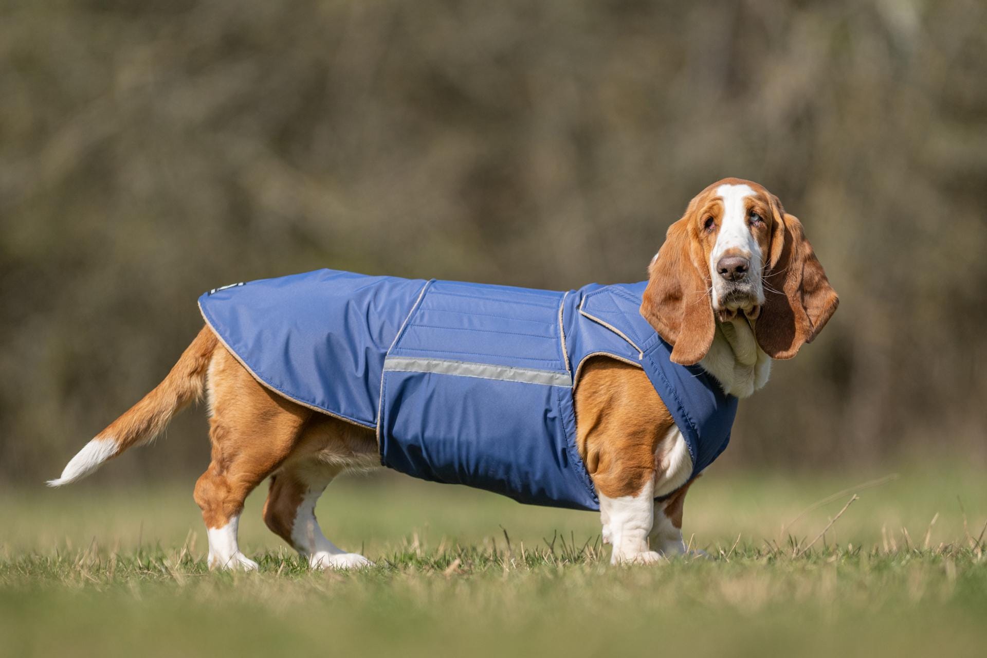 Basset Hound Hundejacke Winter Hundejacke mit Unterbauchschutz Wintermantel MaBgefertigte Hunde Regenjacke MaBgeschneidert fur Ihren Hund Etsy