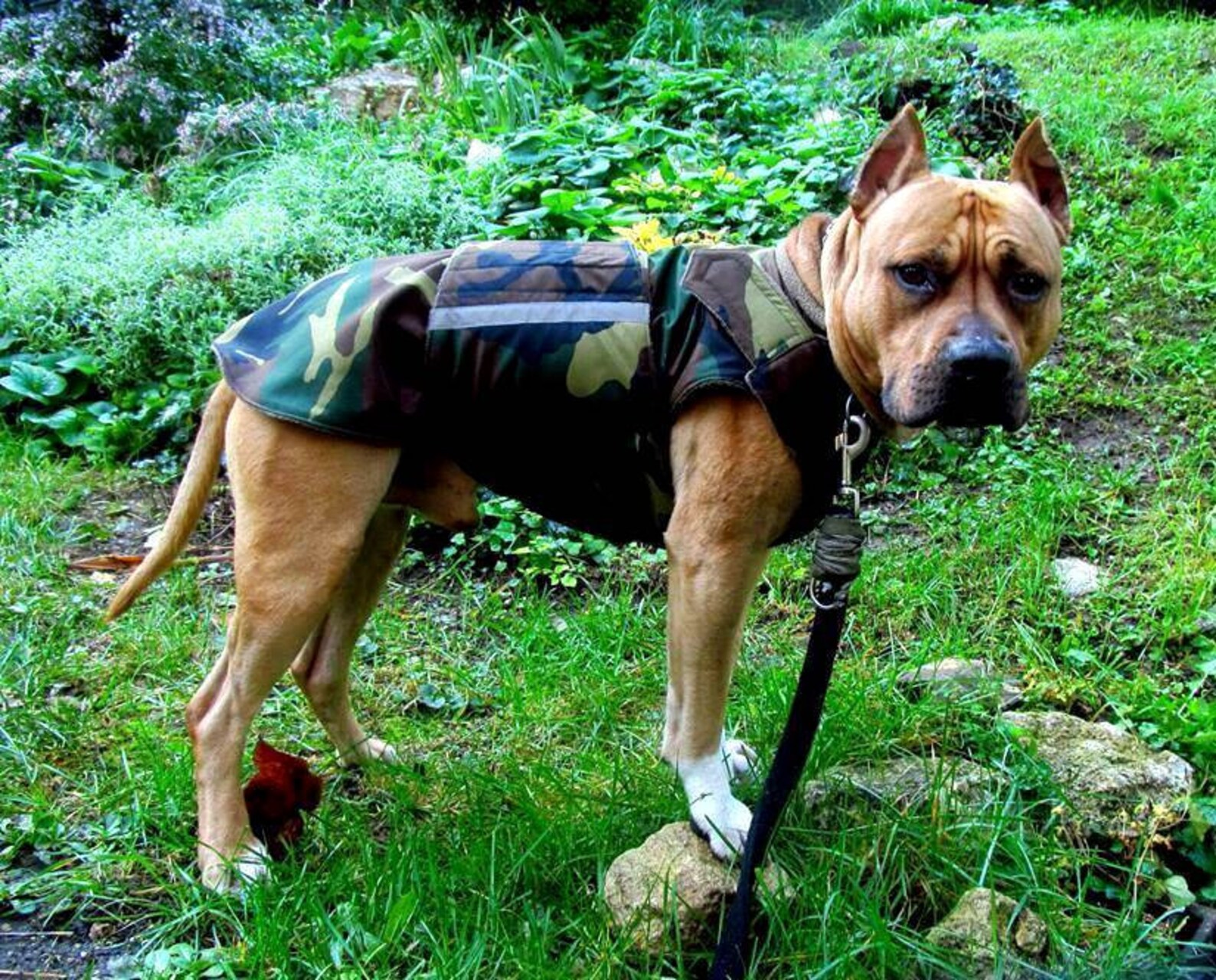 Winter Dog Coat Camo Dog Coat Camouflage Warm Dog Jacket Etsy