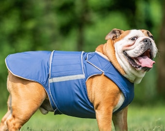 English Bulldog Raincoat with full belly cover - Custom made