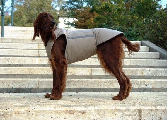 irish setter coat