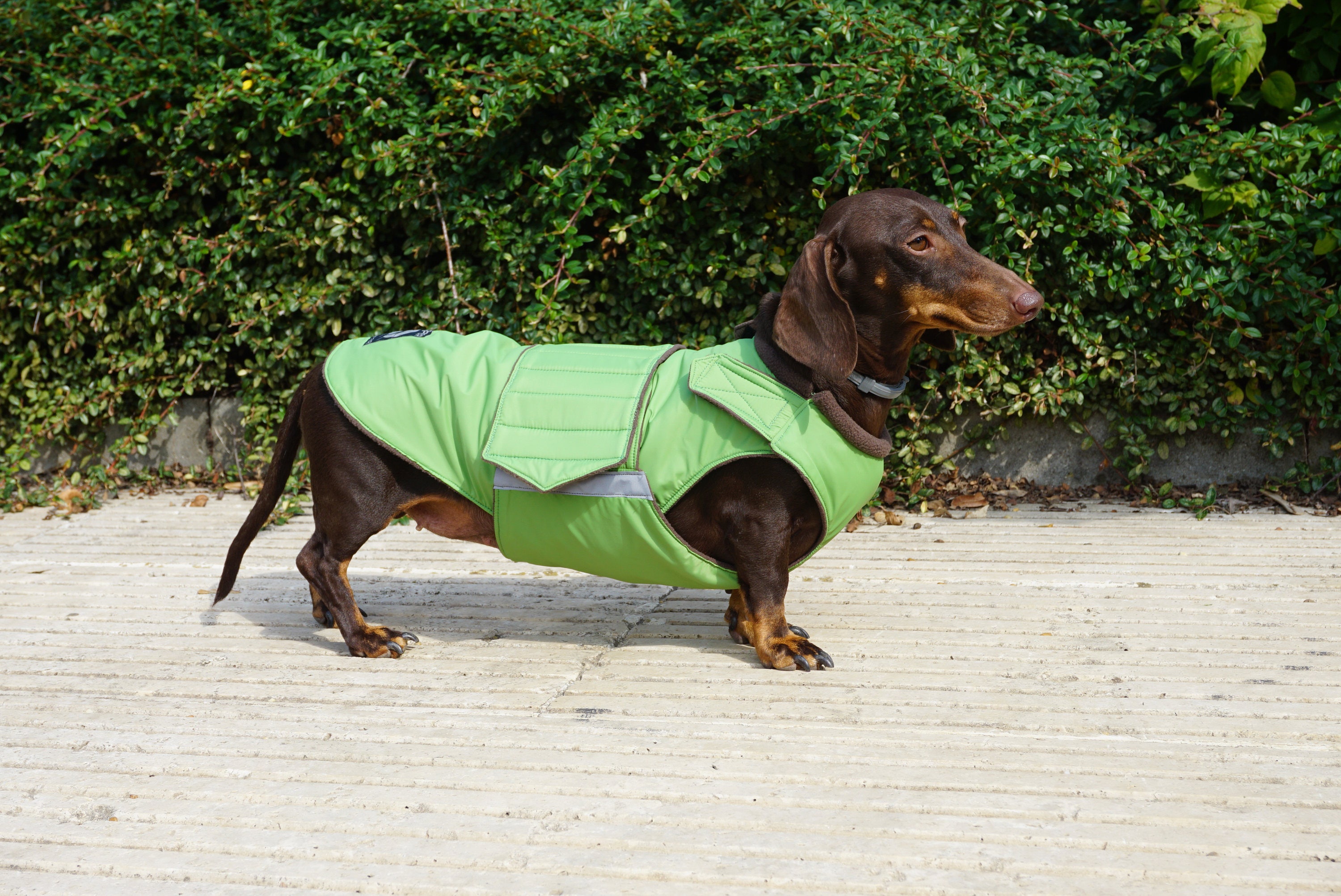 Hund Mantel mit Unterbauch Schutz Dackel Wintermantel Etsy