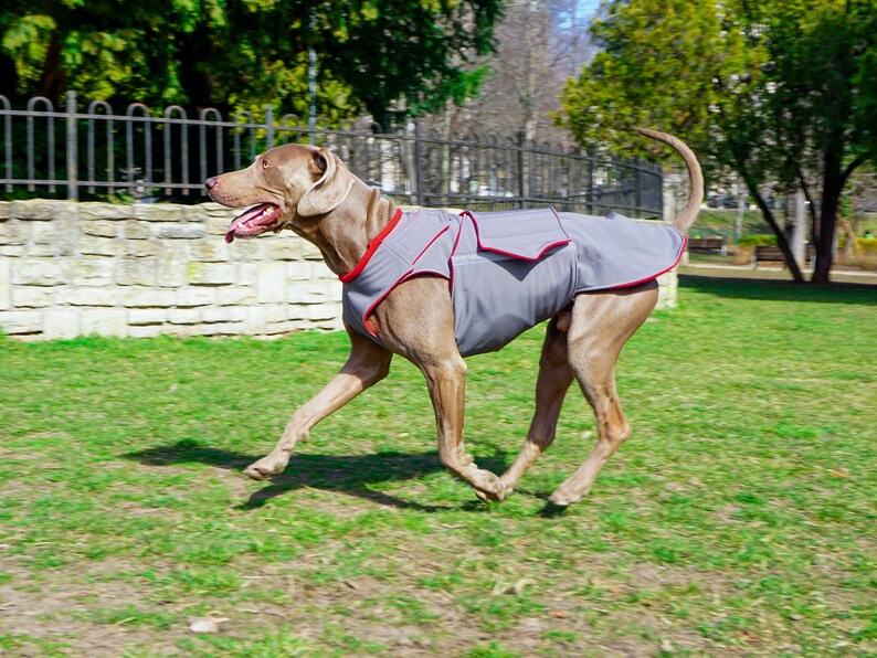 Weimaraner Softshell Dog Coat Brown Winter Dog Coat Custom Etsy