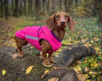 Dachshund Winter Jacket with Belly Protection – Made to Order