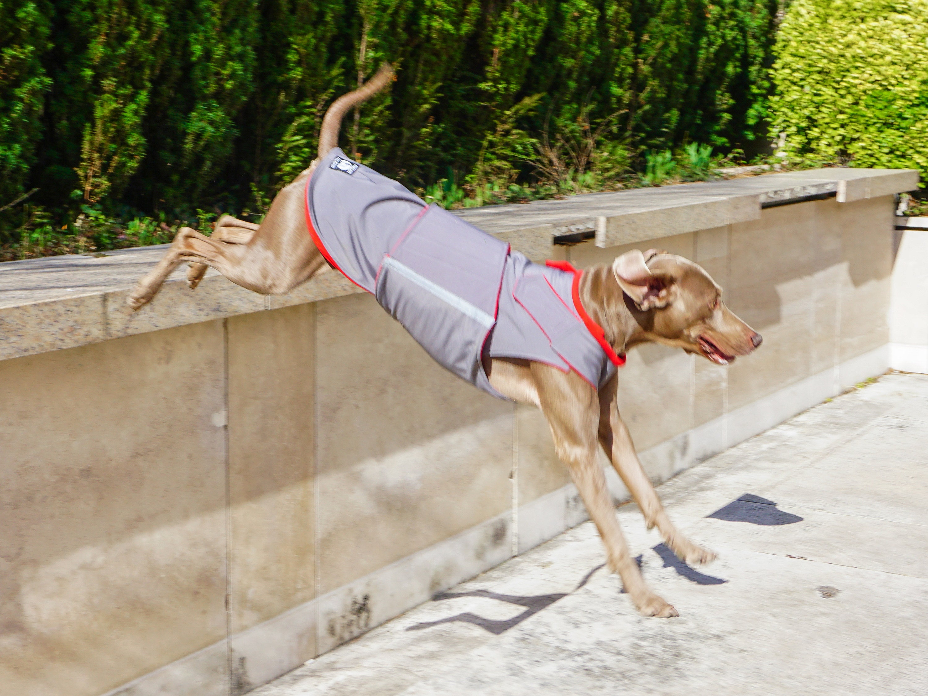 Weimaraner winter cheap coat