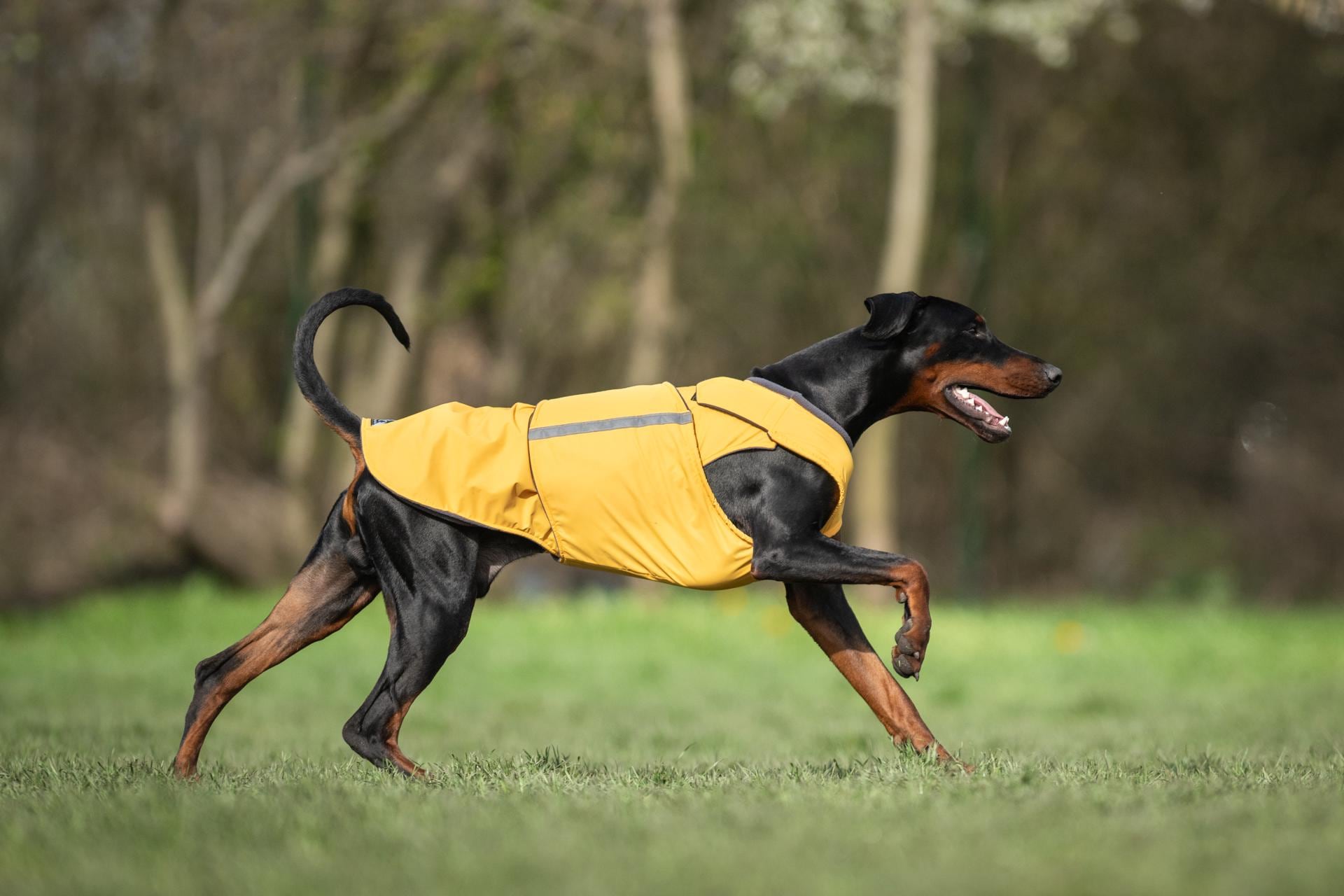 Doberman Raincoat - Dobermann Rain Jacket for Large Dogs