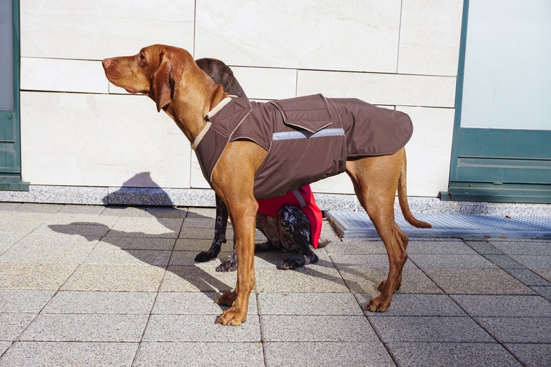 Ready-made Vizsla Winter Coat Vizsla Jacket Waterproof outer with fleece lining image 7