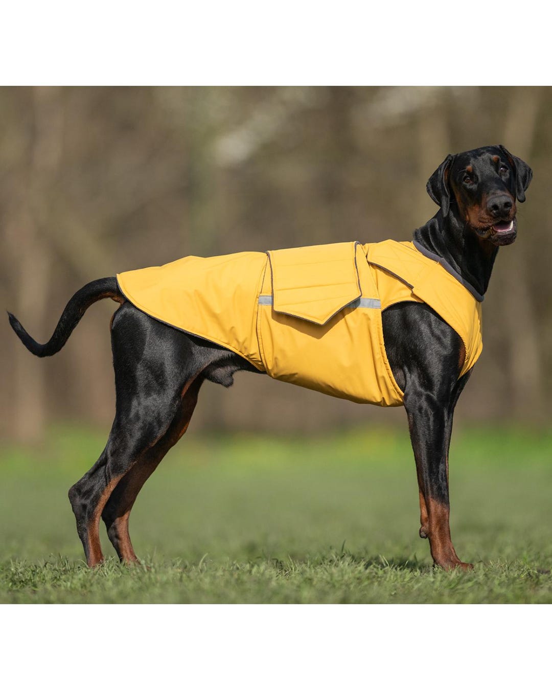 Doberman Raincoat - Waterproof, Full Belly Cover - Custom Made - Etsy