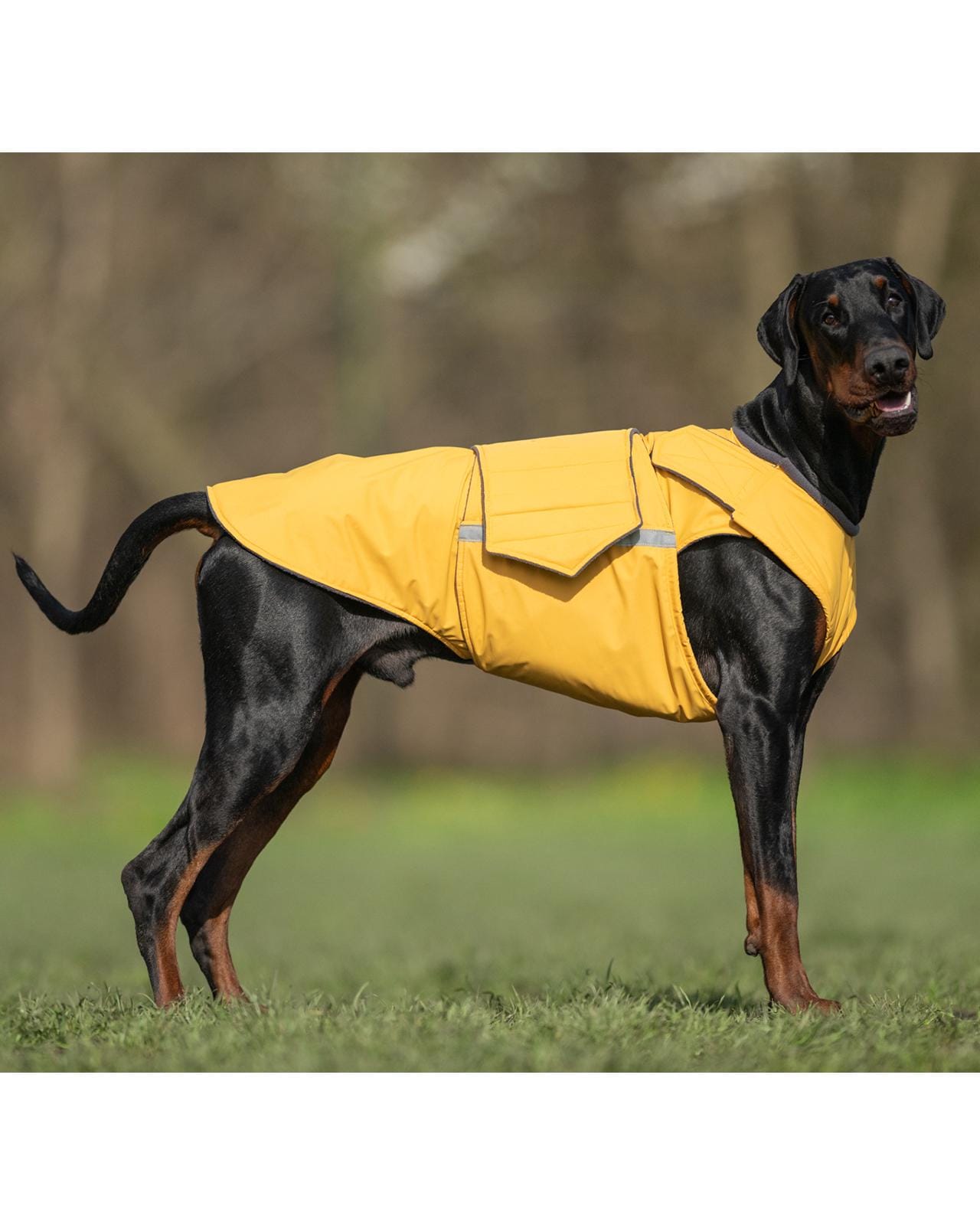 Doberman Raincoat - Waterproof, Full Belly Cover - Custom Made - Etsy