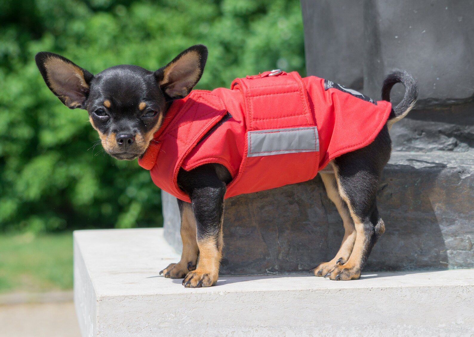 Dog Jacket for Chihuahuas Extra warm Dog coat with Etsy