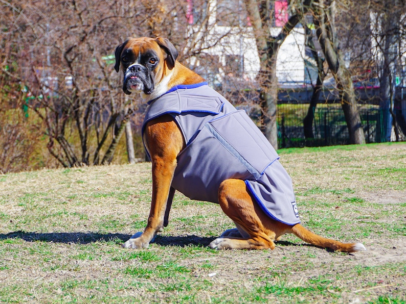 Boxer Dog Coat Winter Dog Jacket Softshell Outer With Etsy