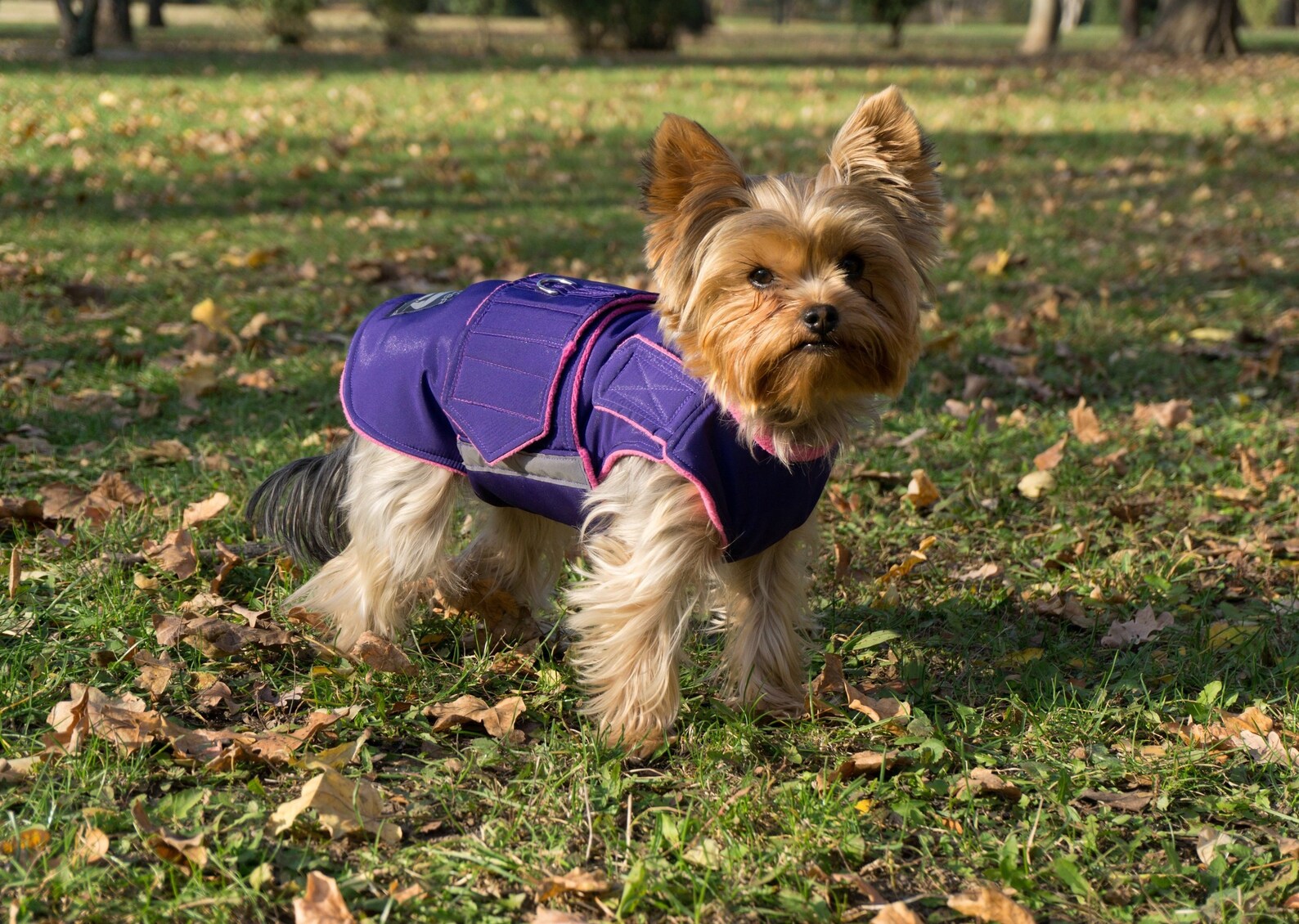 Yorkie Coat Yorkshire Terrier Dog Jacket met Etsy Nederland