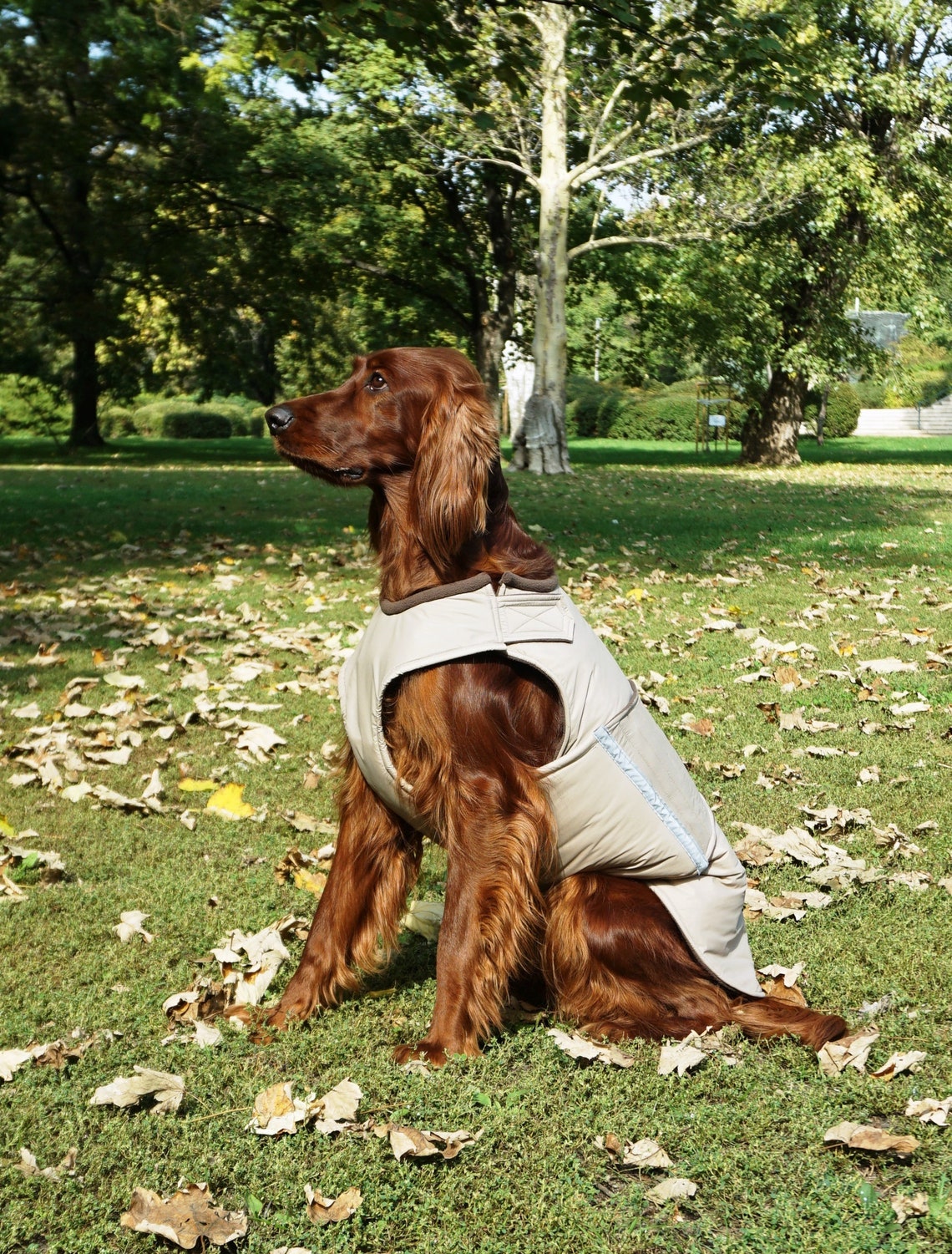 Irish Setter Dog Winter Coat Dog Rain Jacket With Underbelly Etsy