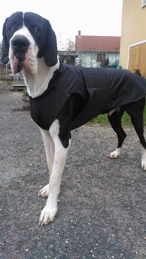 great dane raincoat