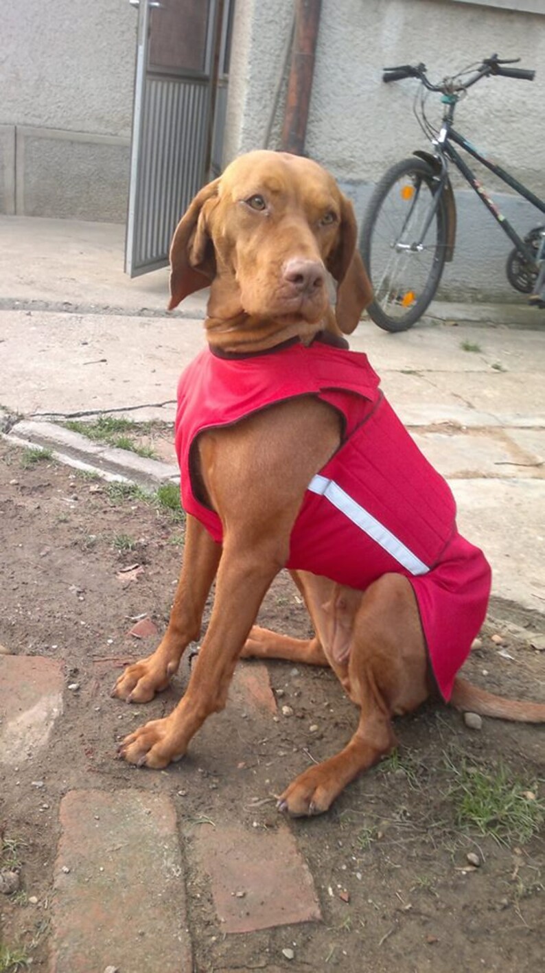 Vizsla Winter Dog Coat Custom made Dog Raincoat Dog Jacket Etsy
