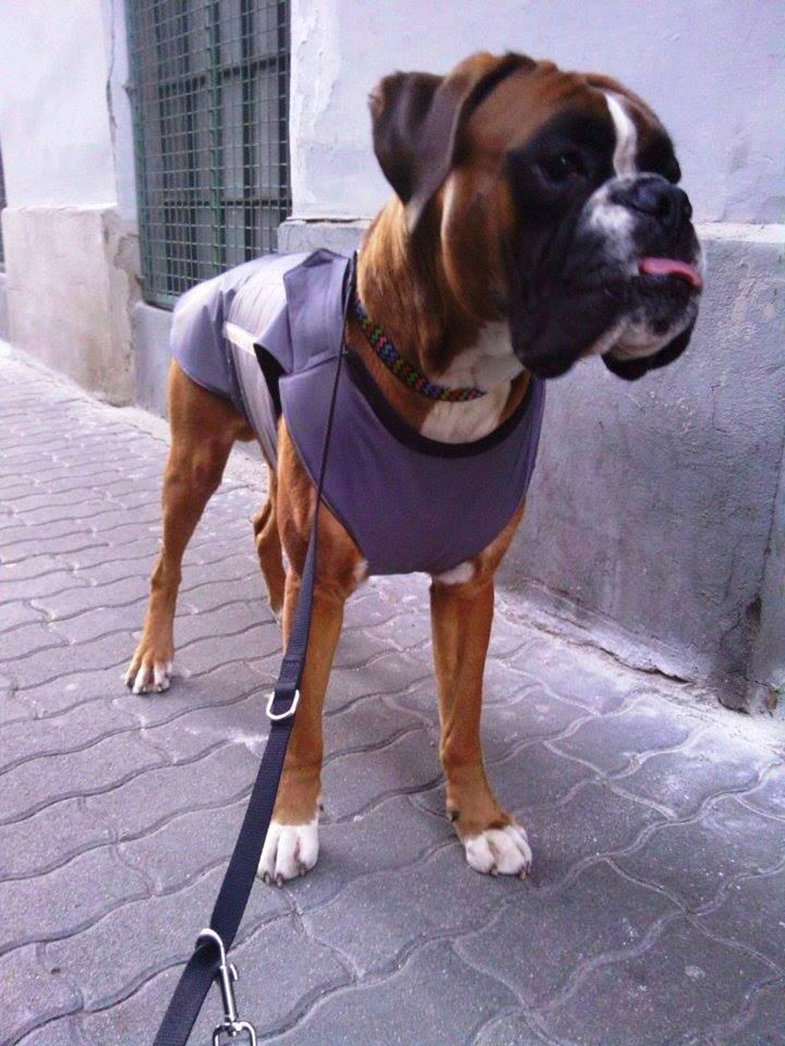 Boxer Winter dog coat with underbelly protection Dog Jacket Etsy