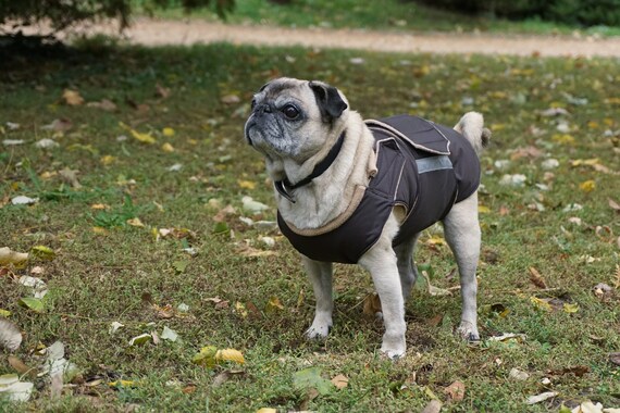 pug winter coat