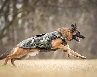 Manteau pour chien berger allemand sale