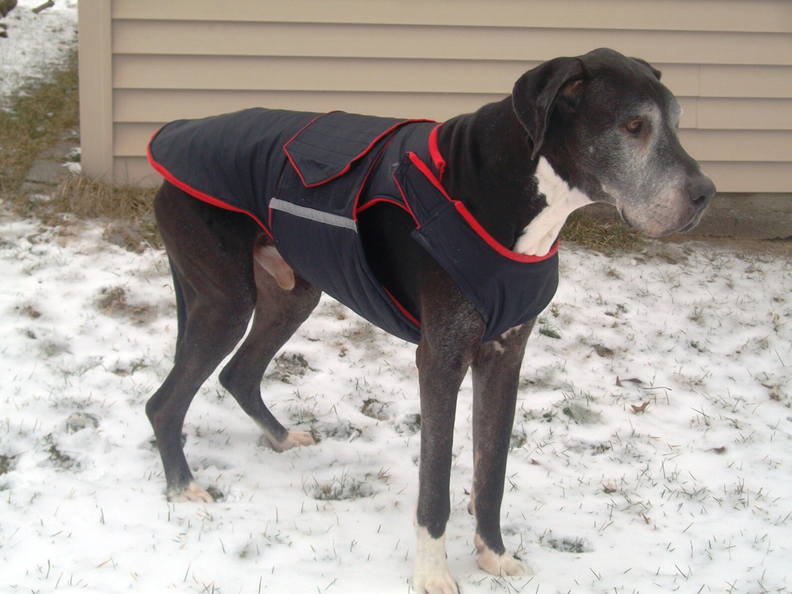 Dog Coat for Great Danes Dog Jacket Custom Made Coat Etsy