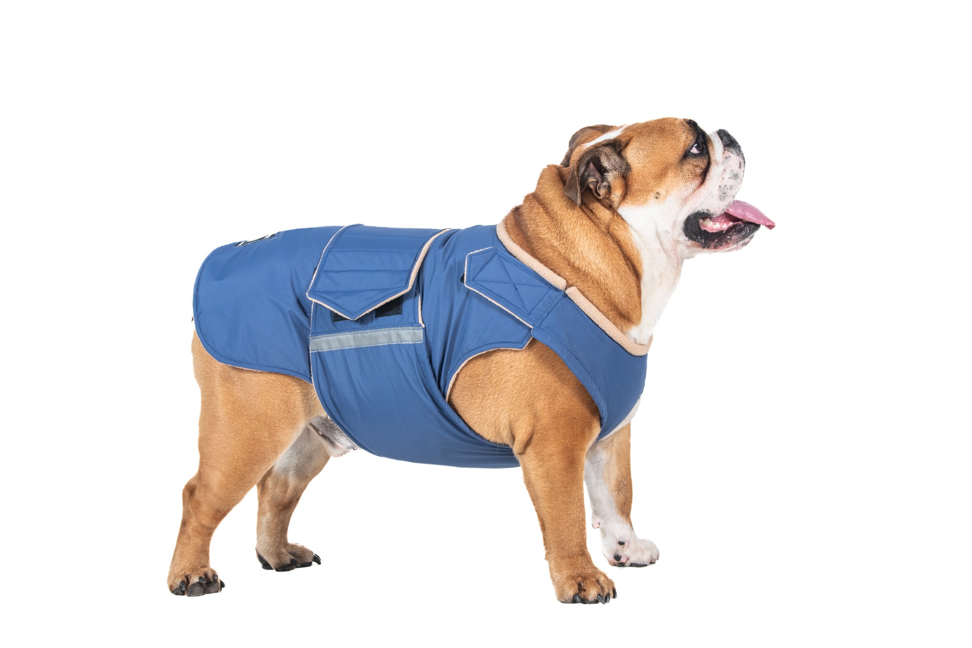 English bulldog winter coats uk cheap
