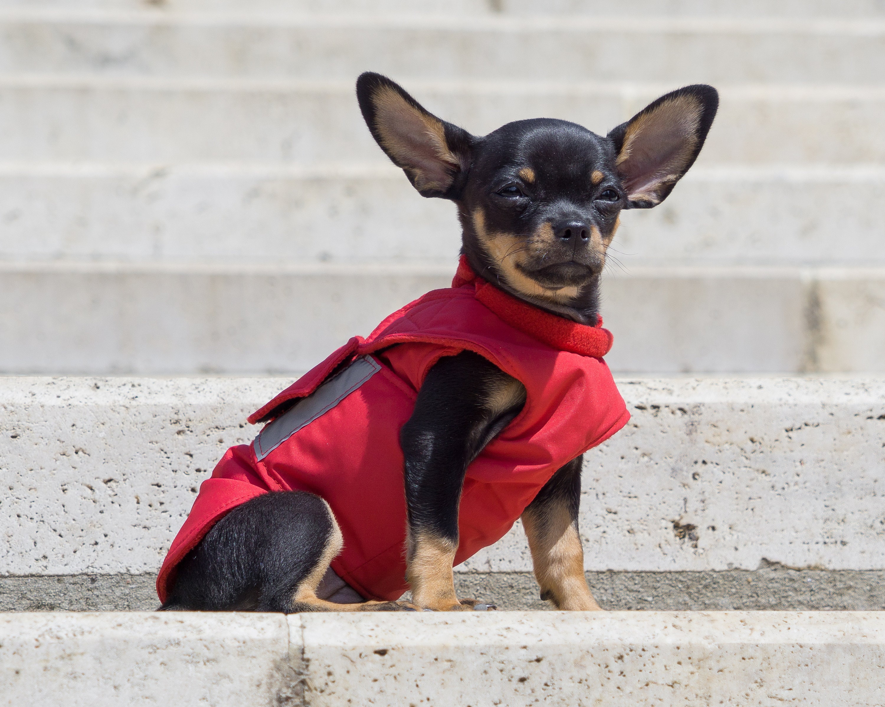 Chihuahua Raincoat Chihuahua Jacket Waterproof Dog Jacket Custom Made for Your Dog Etsy UK