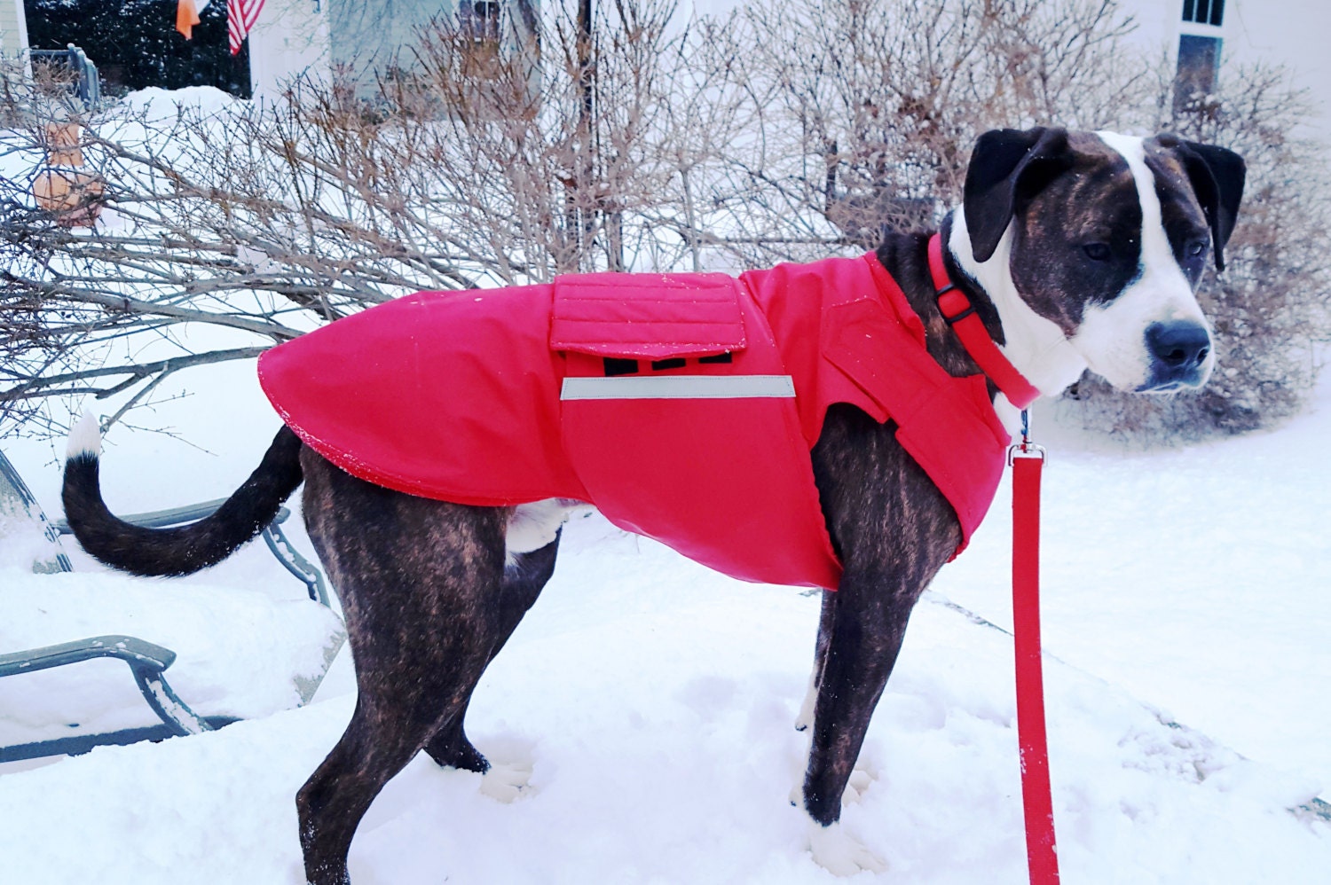 Dog Coat for Staffordshire Terriers Winter Dog Jacket Etsy