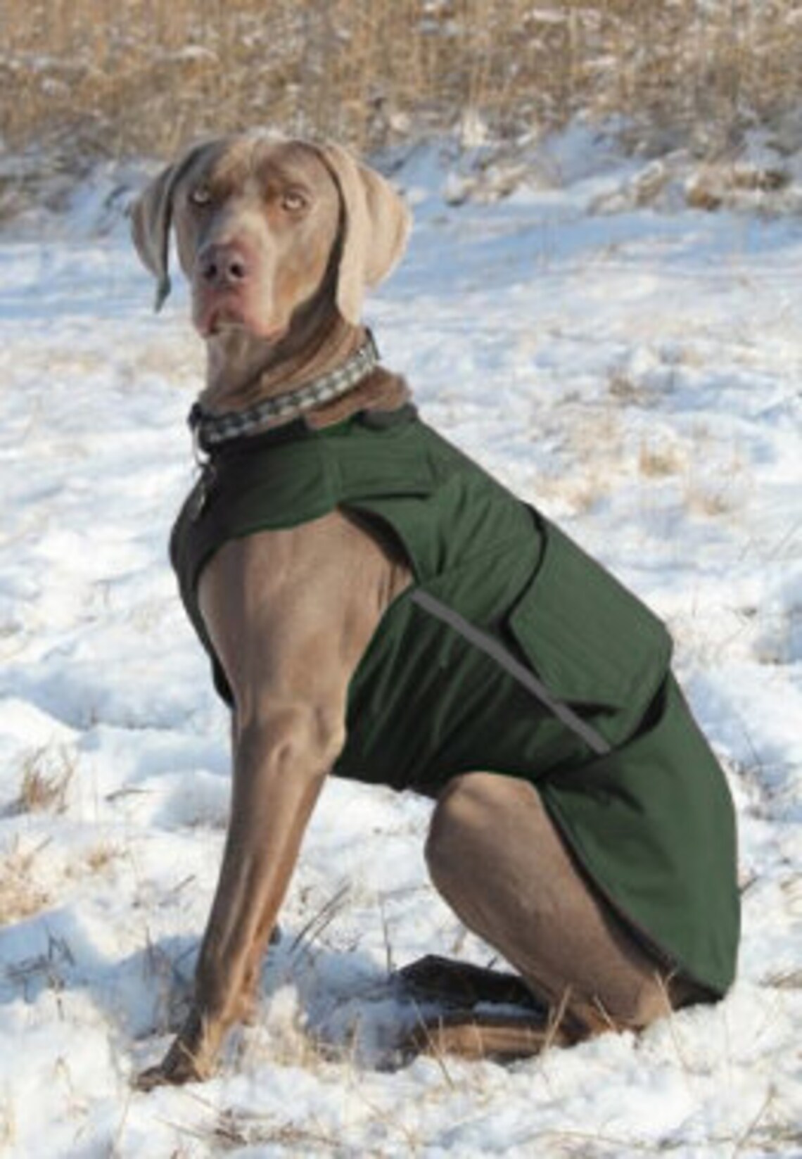 Weimaraner SoftShell Dog Coat Brown Winter Dog Coat Custom Etsy