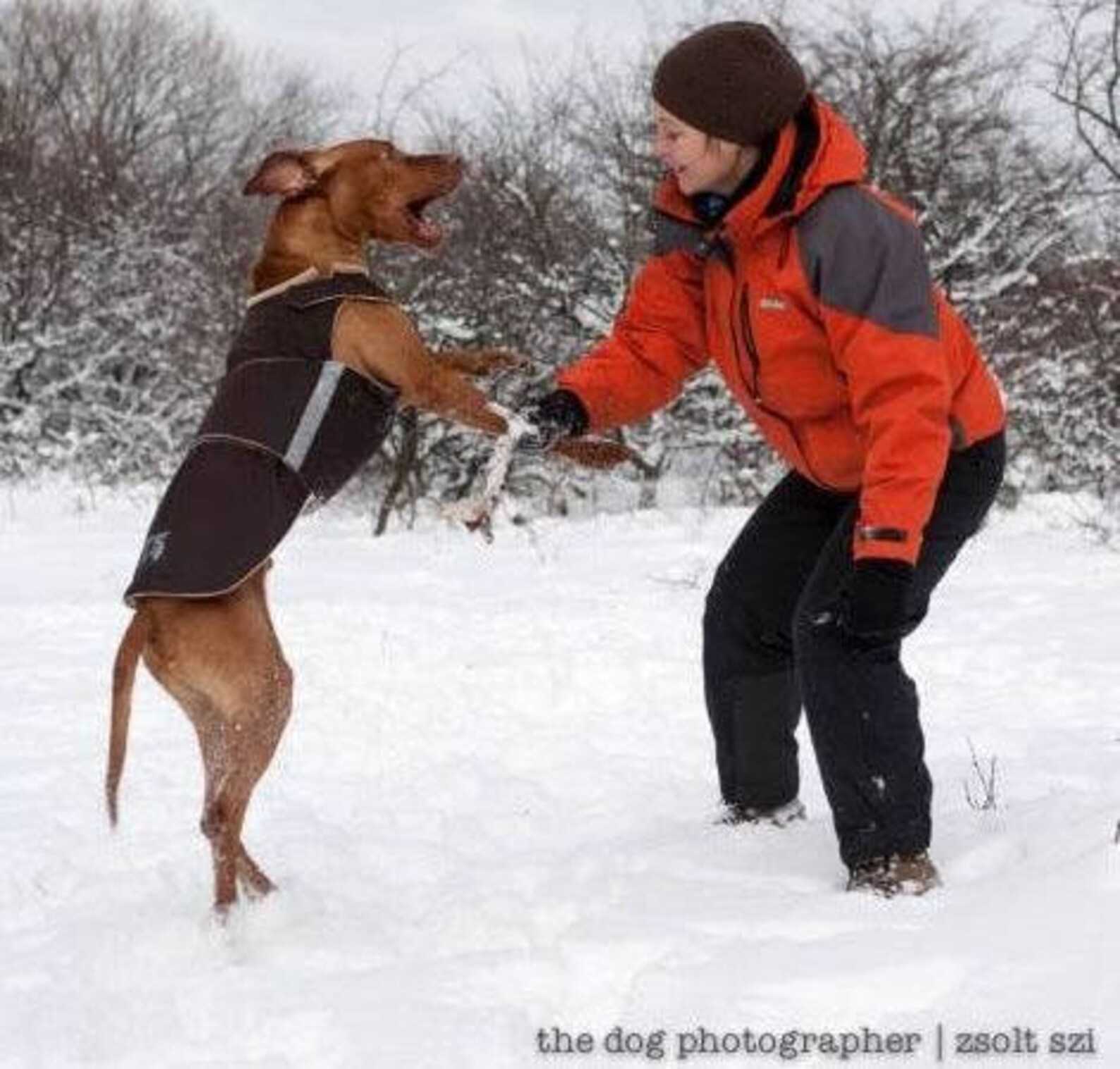 Vizsla Winter Dog Coat Custom made Dog Raincoat Dog Jacket Etsy