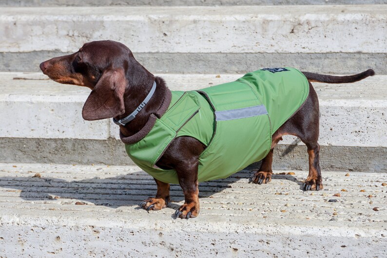 Dachshund Winter Dog Coat with underbelly protection Custom made dog clothes Waterproof / Fleece Dog Jacket MADE TO ORDER image 3