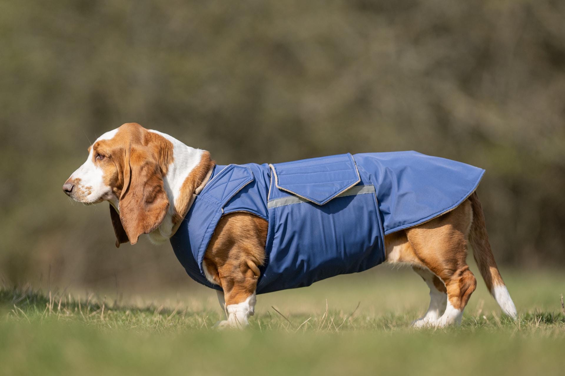Basset Hound Raincoat Dog Jacket With Underbelly Protection Custom Made Dog Raincoat Custom Made for Your Dog Etsy Canada