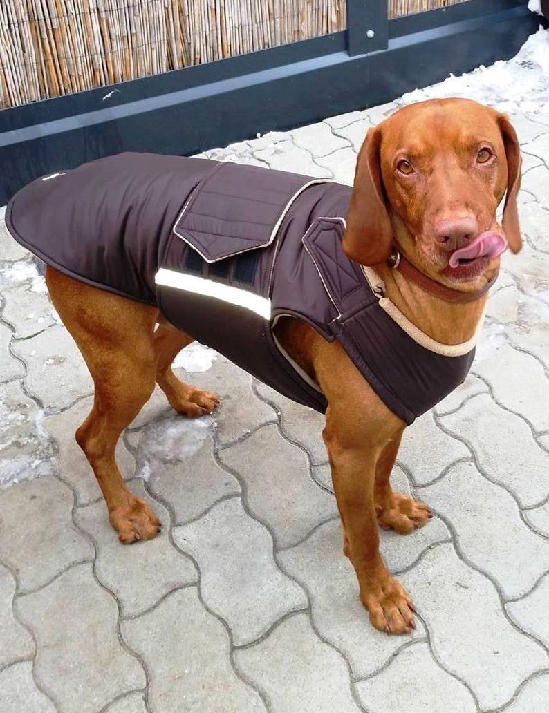 Vizsla Winter Dog Coat Custom made Dog Raincoat Dog Jacket Etsy