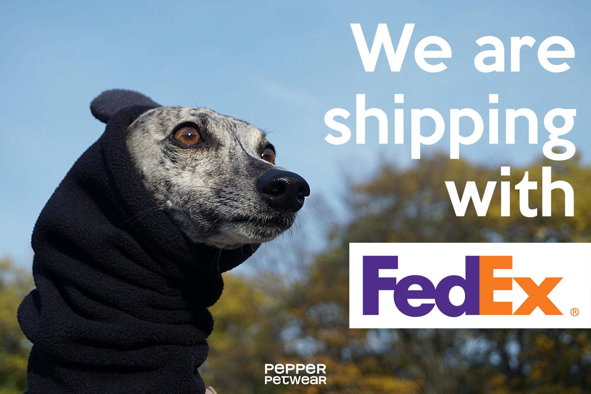 german shepherd raincoat