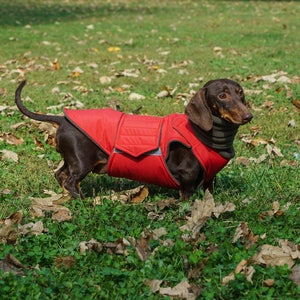 Dachshund Winter Dog Coat with full belly cover and neck warmer Custom made dog clothes Waterproof / Fleece Dog Jacket MADE TO ORDER image 7