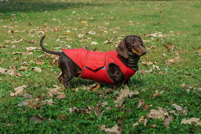 Dachshund Winter Dog Coat with full belly cover and neck warmer Custom made dog clothes Waterproof / Fleece Dog Jacket MADE TO ORDER image 7