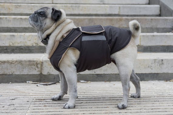 pug waterproof coat