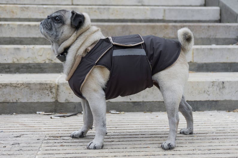 Dog jacket with full belly cover Waterproof Winter coat Pug Winter Dog Coat Custom made for your dog Pug jacket