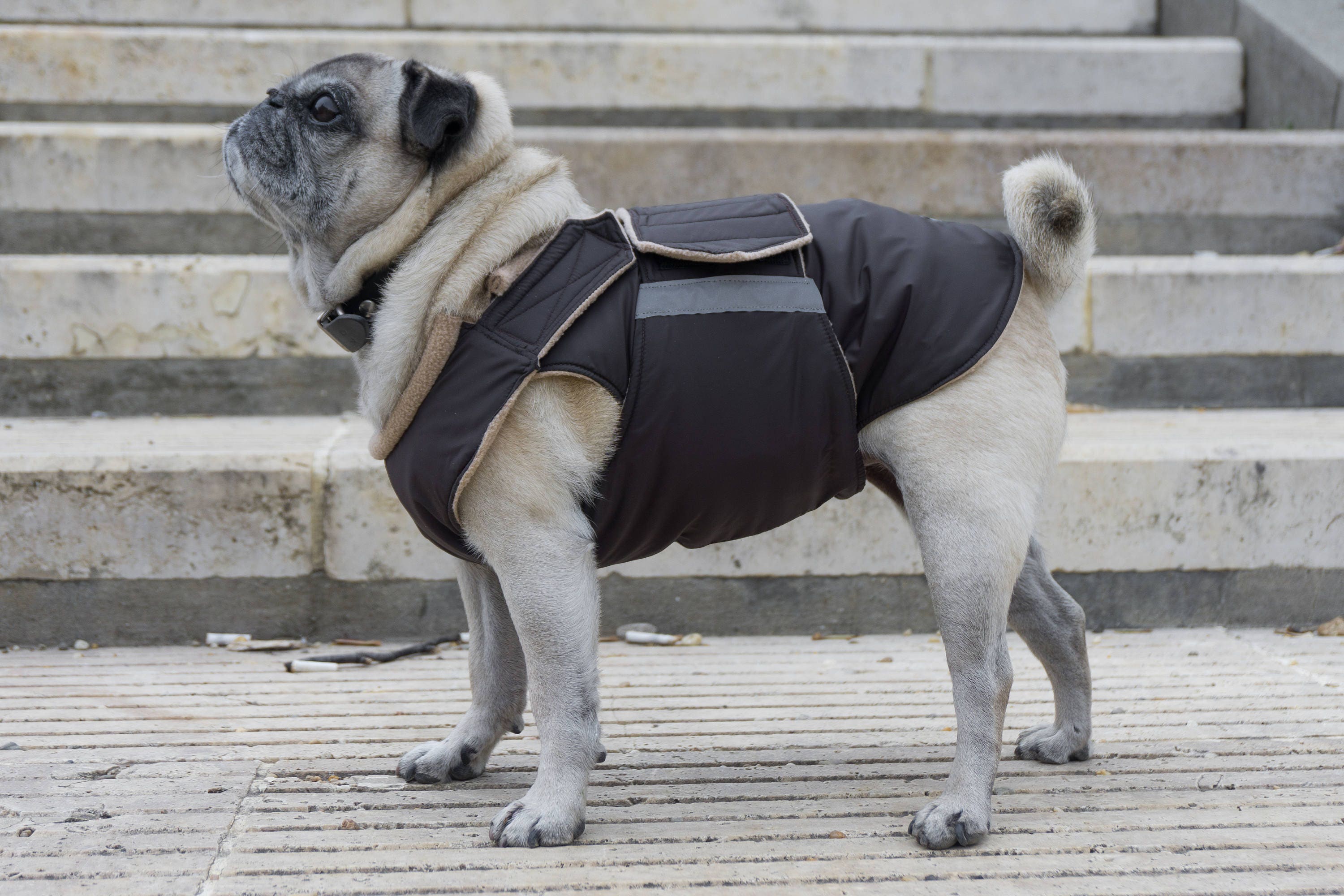 Pug dog cheap coats