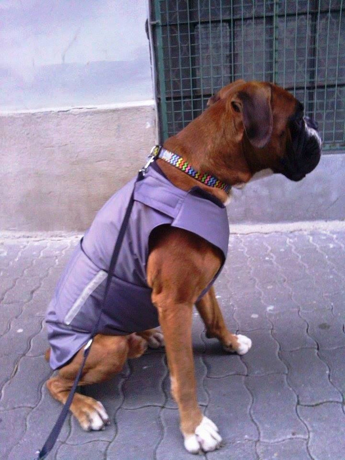 Boxer Winter dog coat with underbelly protection Dog Jacket Etsy