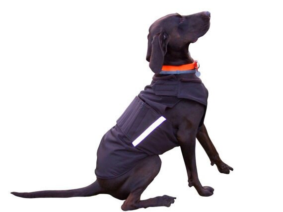 coleman dog jacket