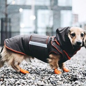 rain jacket for dachshund