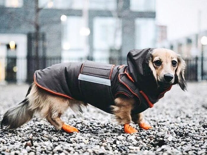 Dachshund raincoat with hood Clearance